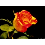 kvet-365.jpg
Poet zobrazen: 3748 (6616.3298 dn) pr.=0.5665
Rozmr: 800 x 600 pixel
Velikost: 46.154 kB