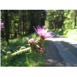 m144_4466.jpg
Poet zobrazen: 3389 (6565.3263 dn) pr.=0.5162
Rozmr: 1600 x 1200 pixel
Velikost: 414.456 kB