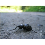 m144_4472.jpg
Poet zobrazen: 3447 (6565.1754 dn) pr.=0.5250
Rozmr: 1600 x 1200 pixel
Velikost: 404.579 kB