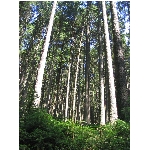 m145_4510.jpg
Poet zobrazen: 3777 (6565.4708 dn) pr.=0.5753
Rozmr: 1200 x 1600 pixel
Velikost: 990.47 kB