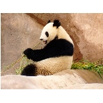 panda.jpg
Poet zobrazen: 3576 (6564.4232 dn) pr.=0.5448
Rozmr: 1024 x 768 pixel
Velikost: 92.758 kB
