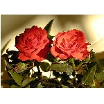 if-03176.jpg
Poet zobrazen: 3766 (6569.1415 dn) pr.=0.5733
Rozmr: 350 x 250 pixel
Velikost: 32.595 kB