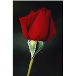 rose6v.jpg
Poet zobrazen: 3666 (6569.1553 dn) pr.=0.5581
Rozmr: 256 x 384 pixel
Velikost: 5.997 kB
