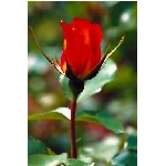 rose7v.jpg
Poet zobrazen: 3480 (6569.1666 dn) pr.=0.5297
Rozmr: 256 x 384 pixel
Velikost: 10.813 kB