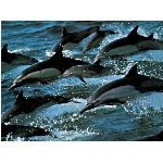 delfini.jpg
Poet zobrazen: 3127 (6560.0718 dn) pr.=0.4767
Rozmr: 1024 x 768 pixel
Velikost: 166.284 kB