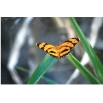 motyl.jpg
Poet zobrazen: 3399 (6562.3471 dn) pr.=0.5180
Rozmr: 1068 x 706 pixel
Velikost: 62.043 kB